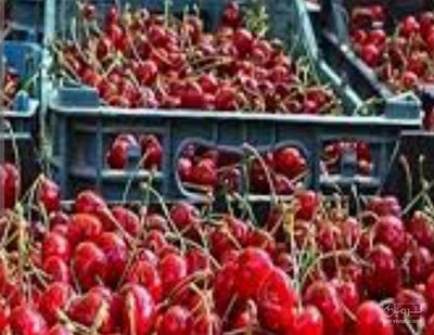 فروش آلبالو