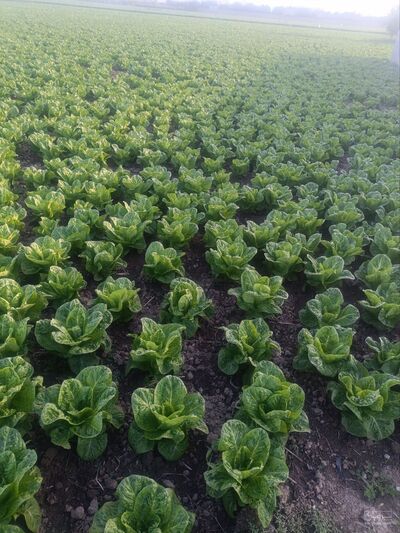 فروش کاهو ایرانی - رومانو