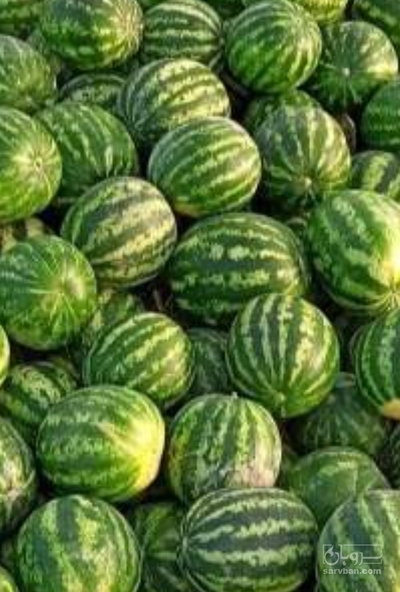 فروش هندوانه گرد