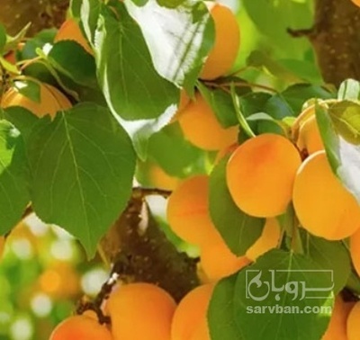 فروش زردآلو