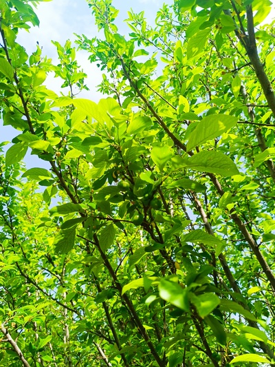 فروش گوجه سبز