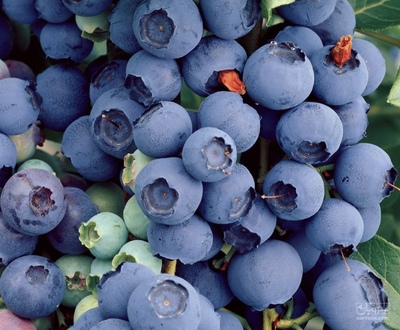 فروش بلوبری عمده