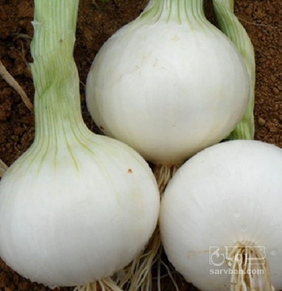 فروش پیاز سفید