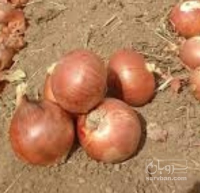 فروش پیاز زرد