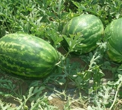 فروش هندوانه