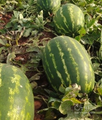 فروش هندوانه