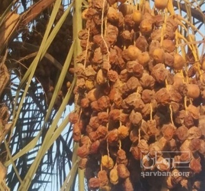فروش خرما