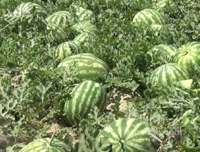 فروش هندوانه