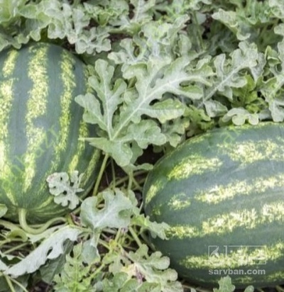 فروش هندوانه