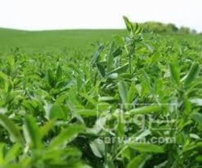 فروش یونجه