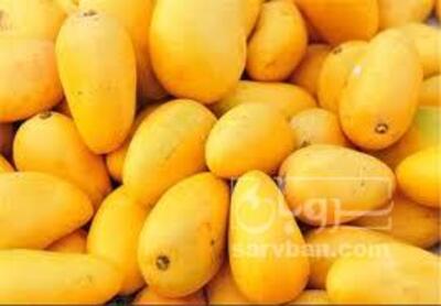 فروش انبه