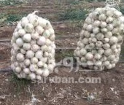 فروش پیازسفید