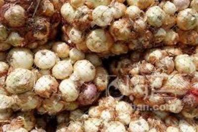 فروش پیاززرد