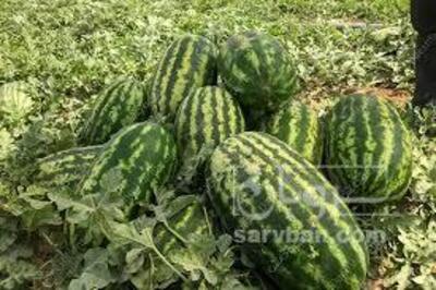 فروش هندوانه