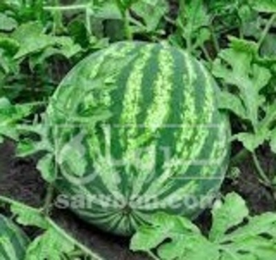 فروش هندوانه گرد