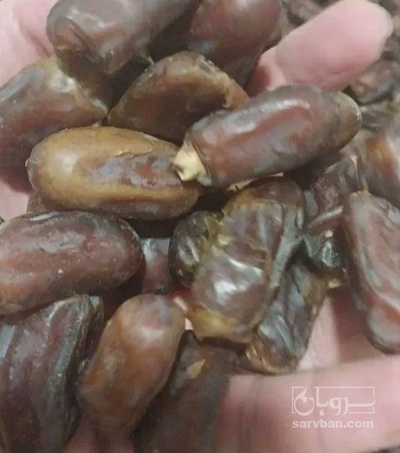 فروش خرما ربی