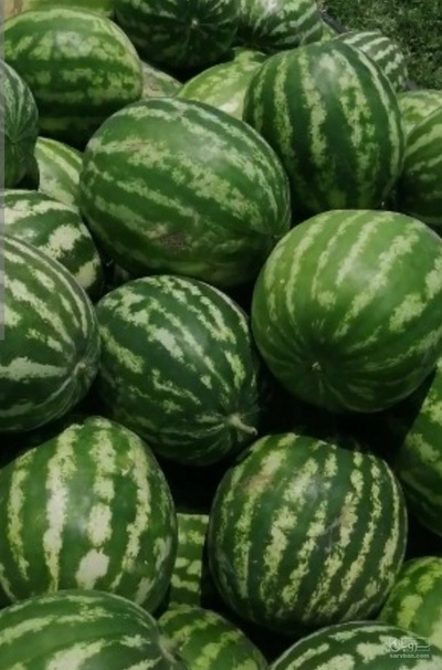 فروش هندوانه