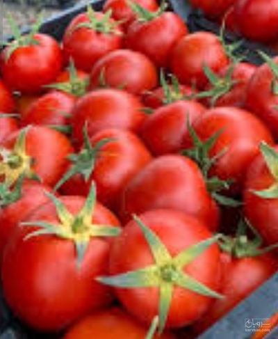 فروش گوجه فرنگی