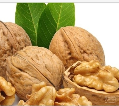 فروش گردو