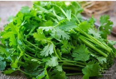 فروش گشنیز
