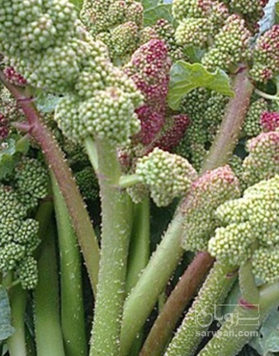 فروش ریواس(گل ریواس) (گیاه‌ دارویی)