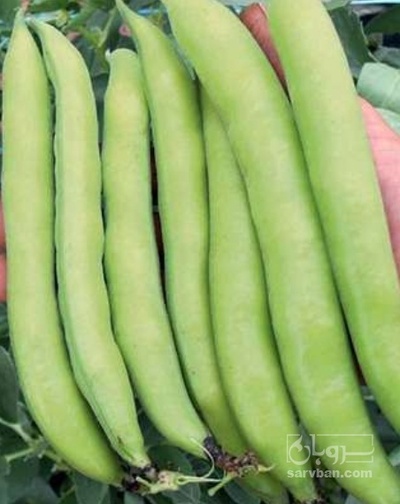 فروش باقلا تازه - باقالی - باقالا