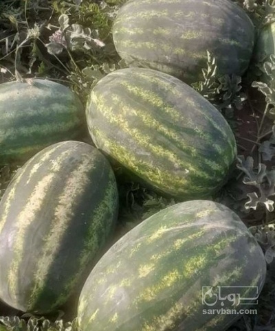 فروش هندوانه نیمه بیضی
