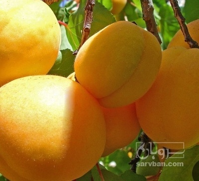 فروش زردآلو