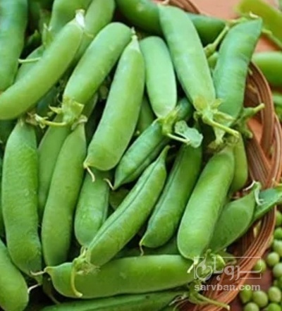 فروش نخود فرنگی