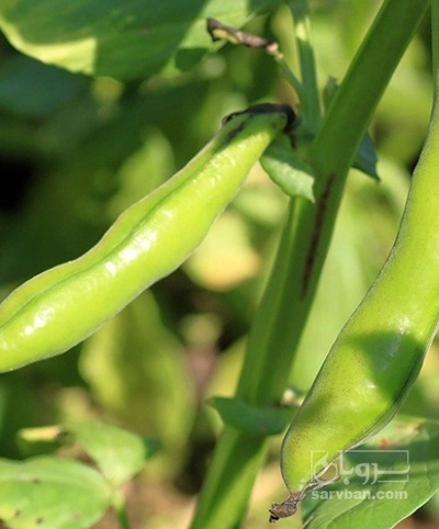 فروش باقلا تازه - باقالی - باقالا هزار متر