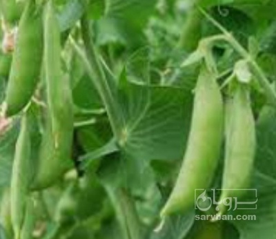 فروش نخود فرنگی