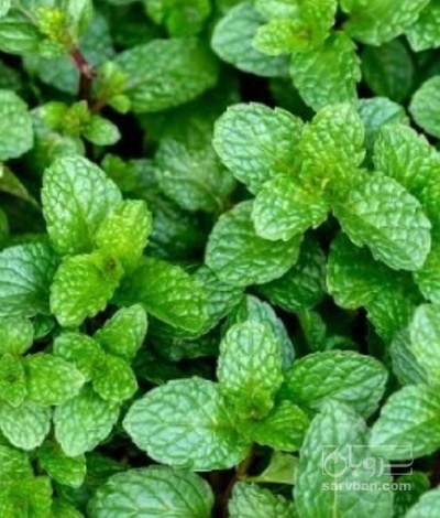 فروش نعناع