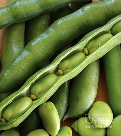 فروش باقلا تازه - باقالی - باقالا هکتاری