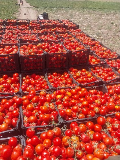 فروش گوجه فرنگی