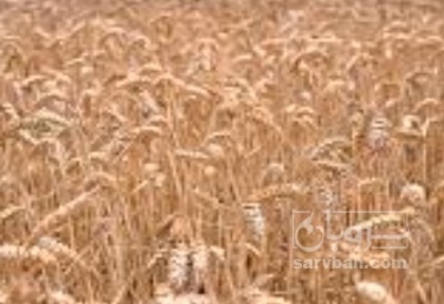فروش گندم