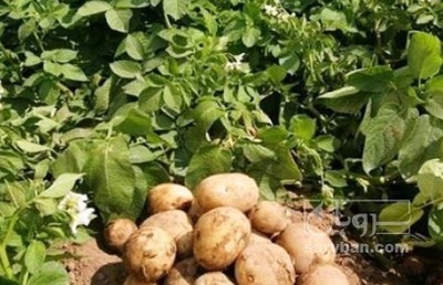 فروش سیب زمینی