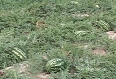 فروش هندوانه