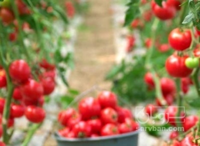 فروش گوجه فرنگی