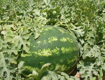 فروش هندوانه