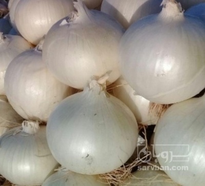 فروش پیاز سفید