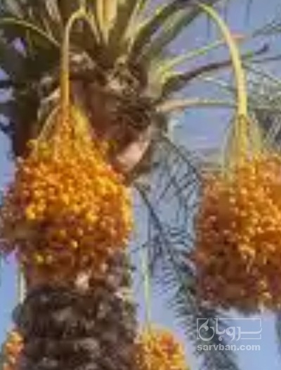 فروش خرما
