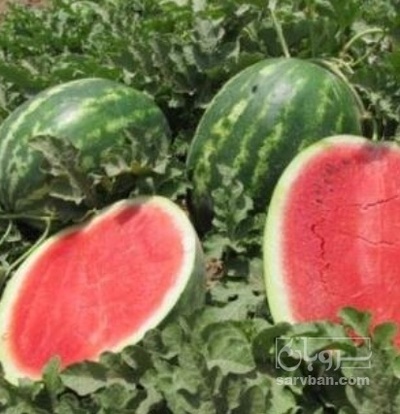 فروش هندوانه