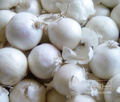 فروش پیاز سفید