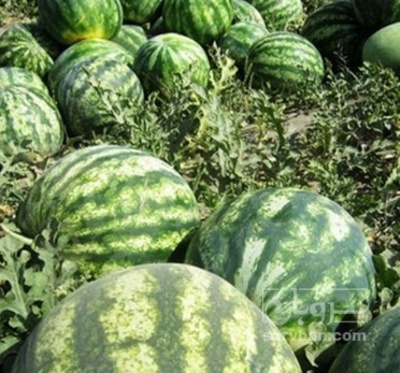 فروش هندوانه