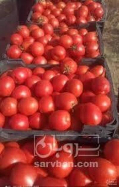 فروش گوجه فرنگی