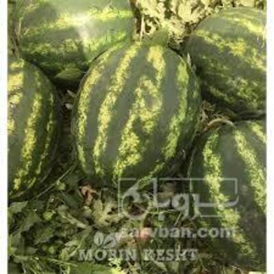 فروش هندوانه