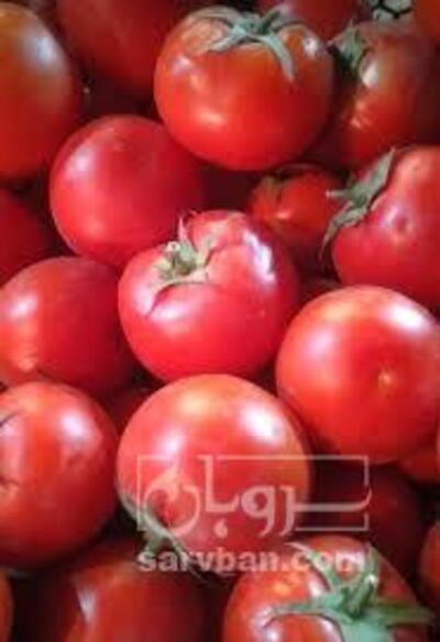 فروش گوجه فرنگی