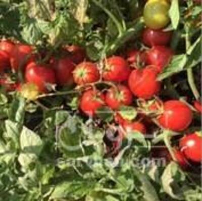 فروش گوجه فرنگی