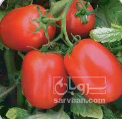 فروش گوجه فرنگی