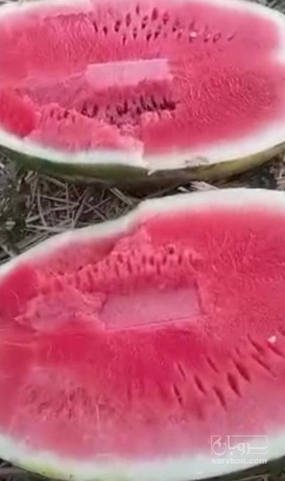 فروش هندوانه بیضی پرو